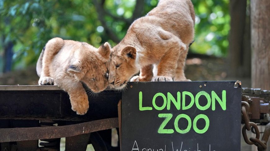 Welcome to the London Zoo...