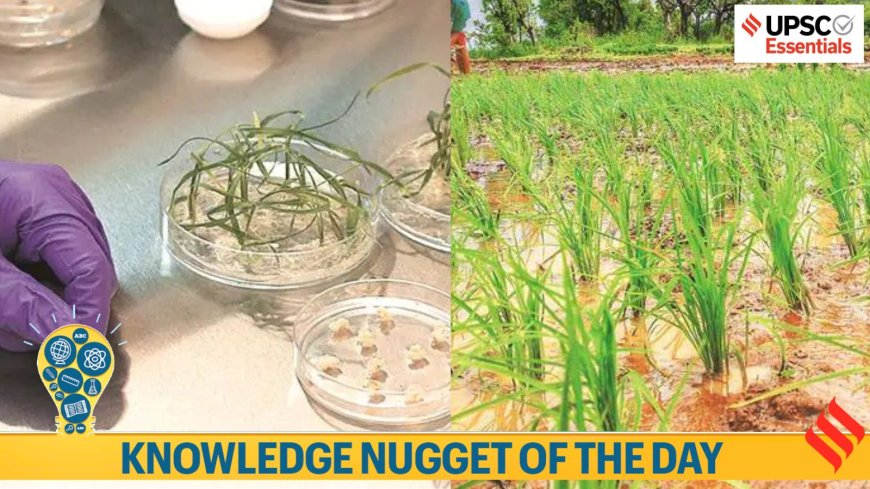 Knowledge Nugget: What to know about gene editing for UPSC as world’s first GE rice varieties make headlines