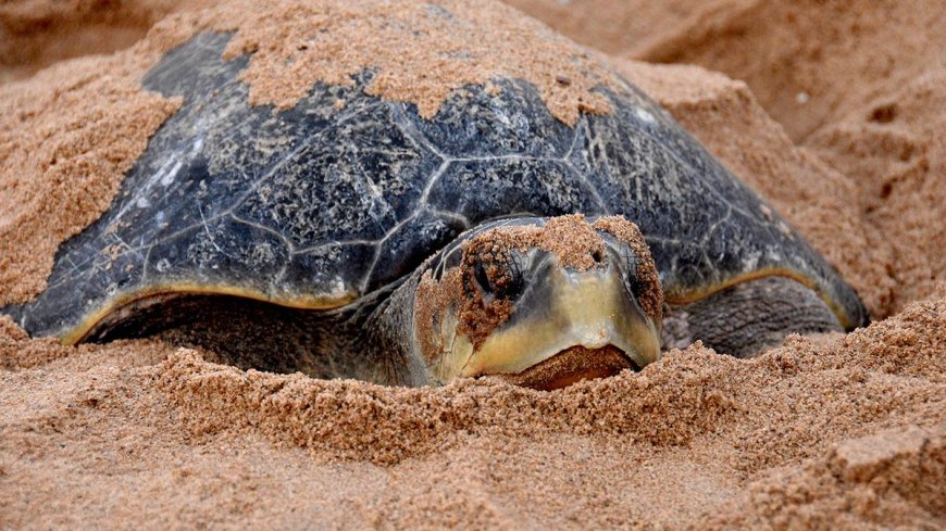 Kurma mela: The science of the mass nesting of Olive Ridley turtles