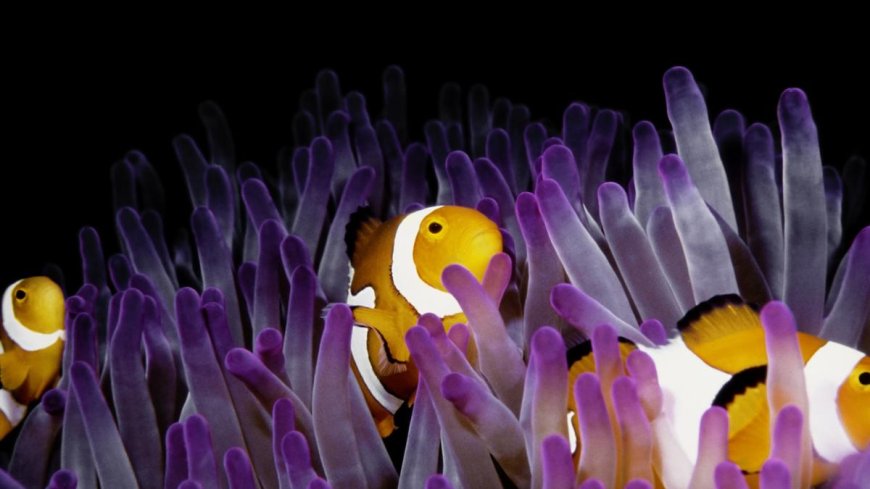 In a marine heatwave, clownfish get small to get by