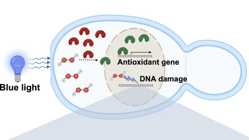 Blue light increases mutations in yeast DNA: IISER study