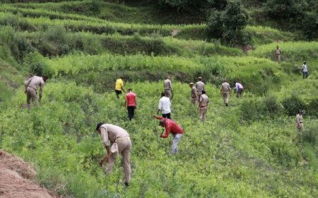 चम्पावत : पाटी पुलिस, एसओजी, वन विभाग और राजस्व विभाग की संयुक्त कार्रवाई, ग्राम जोगाबसान में 280 नाली अवैध भांग की खेती की नष्ट