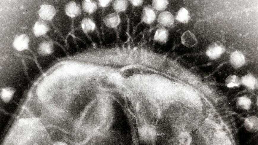Using bacteriophages to combat antimicrobial resistance