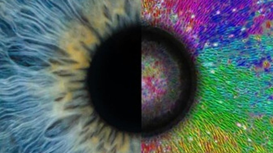 IIT Bombay researchers uncover the role of invisible mechanical cues in tissue organisation
