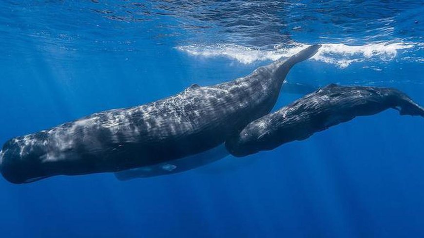 A whale tooth’s journey from the sea to a Copper Age pit
