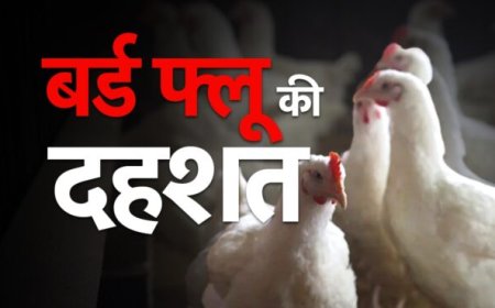 यूपी में बर्ल्ड फ्लू की पुष्टि के बाद टिहरी गढ़वाल जिला प्रशासन अलर्ट, बर्ड फ्लू की रोकथाम को डीएम नितिका खण्डेलवाल ने दिए सख्त निर्देश, अन्य प्रदेशों से आने वाले कुक्कुट उत्पादों के परिवहन पर दो सप्ताह का प्रतिबंध