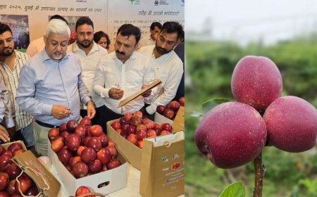दुबई के शेख चखेंगे ‘गढ़वाली सेब’ का स्वाद, देहरादून से  1.2 मीट्रिक टन गढ़वाली सेब की पहली खेप रवाना