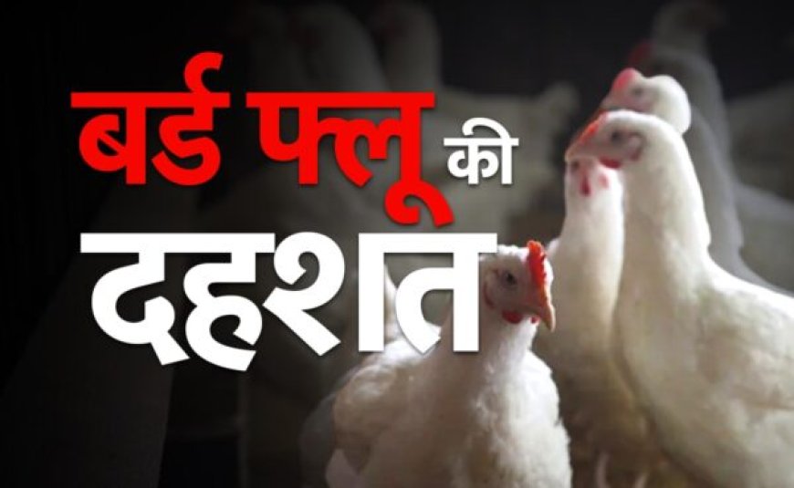 यूपी में बर्ल्ड फ्लू की पुष्टि के बाद टिहरी गढ़वाल जिला प्रशासन अलर्ट, बर्ड फ्लू की रोकथाम को डीएम नितिका खण्डेलवाल ने दिए सख्त निर्देश, अन्य प्रदेशों से आने वाले कुक्कुट उत्पादों के परिवहन पर दो सप्ताह का प्रतिबंध