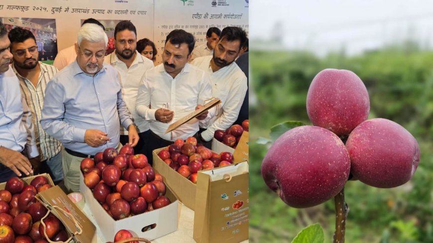 दुबई के शेख चखेंगे ‘गढ़वाली सेब’ का स्वाद, देहरादून से 1.2 मीट्रिक टन गढ़वाली सेब की पहली खेप रवाना