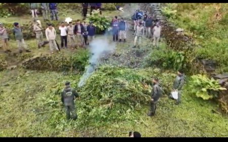 रुद्रप्रयाग: ऊखीमठ में पुलिस ने की अवैध भांग की खेती नष्ट, नशामुक्त देवभूमि अभियान को मिला बल