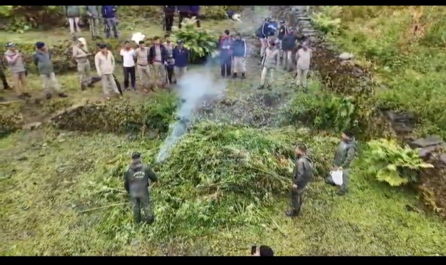 रुद्रप्रयाग: ऊखीमठ में पुलिस ने की अवैध भांग की खेती नष्ट, नशामुक्त देवभूमि अभियान को मिला बल