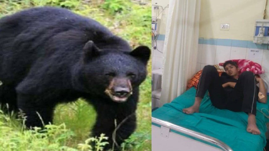 पौड़ी: खिर्सू क्षेत्र में अग्निवीर भर्ती की तैयारी कर रहे युवाओं पर भालू का हमला, दोनों घायल