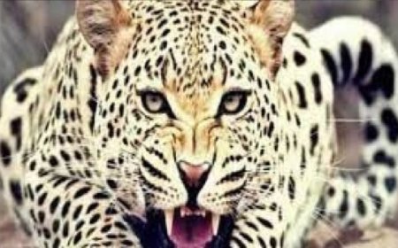 नर-भक्षी गुलदार किया गया ढेर, सीएम धामी के निर्देशों का त्वरित अनुपालन