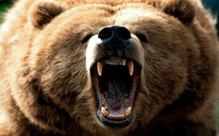 उक्रांद ने सीएम से लगाई भालुओं से निजात की गुहार