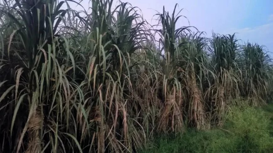 यूपी के गन्ना किसानों की चमकेगी किस्मत, एक्स्ट्रा कमाई के लिए सरकार फ्री में दे रही ये मिनी किट