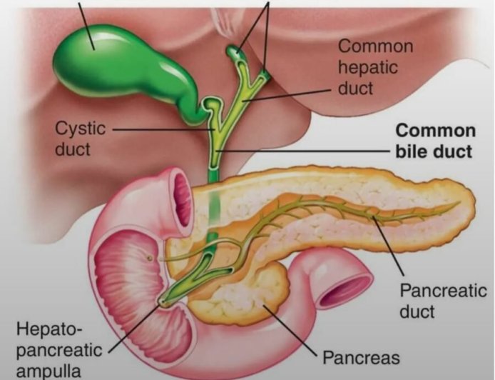 विश्व कैंसर दिवस पर श्री महंत इन्दिरेश अस्पताल ने चिकित्सा जगत में रचा इतिहास, “यूनाइटेड बाय यूनीक” थीम को साकार करती पित्ताशय कैंसर की अति-दुर्लभ सर्जरी, 11 घण्टे तक चली अत्यंत जटिल सर्जरी, 6 अंगों में फैली बीमारी को निकाला गया