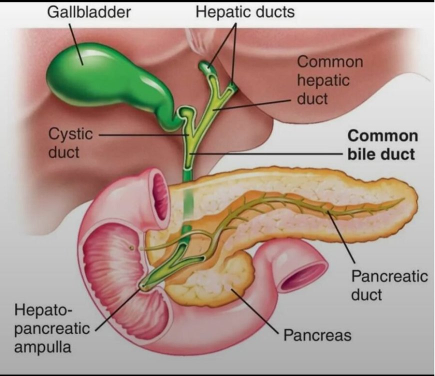 विश्व कैंसर दिवस पर श्री महंत इन्दिरेश अस्पताल ने चिकित्सा जगत में रचा इतिहास, “यूनाइटेड बाय यूनीक” थीम को साकार करती पित्ताशय कैंसर की अति-दुर्लभ सर्जरी, 11 घण्टे तक चली अत्यंत जटिल सर्जरी, 6 अंगों में फैली बीमारी को निकाला गया