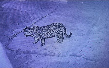 धनौरा के घर में घुसा गुलदार, ग्रामीणों में दहशत; वन विभाग ने शुरू की गश्त