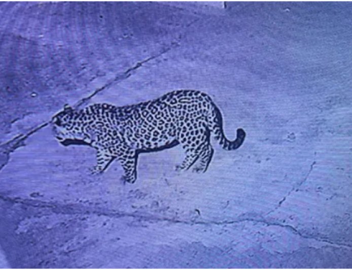 धनौरा के घर में घुसा गुलदार, ग्रामीणों में दहशत; वन विभाग ने शुरू की गश्त