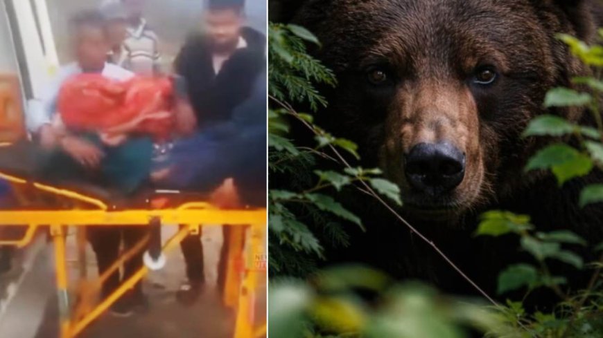 टिहरी: जंगल में घास लेने गई महिला पर भालू ने किया हमला, गंभीर हालत में एम्स रेफर