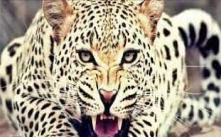 गुलदार का हमला : जंगल में लकड़ी लेने गए बुजुर्ग की मौत, इलाके में दहशत