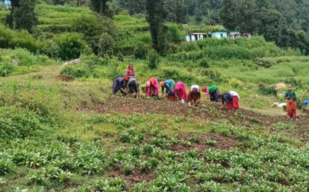 पहाड़ों में नई क्रांति: आधुनिक कृषि और स्वरोजगार से बागेश्वर बन रहा आत्मनिर्भरता का मॉडल