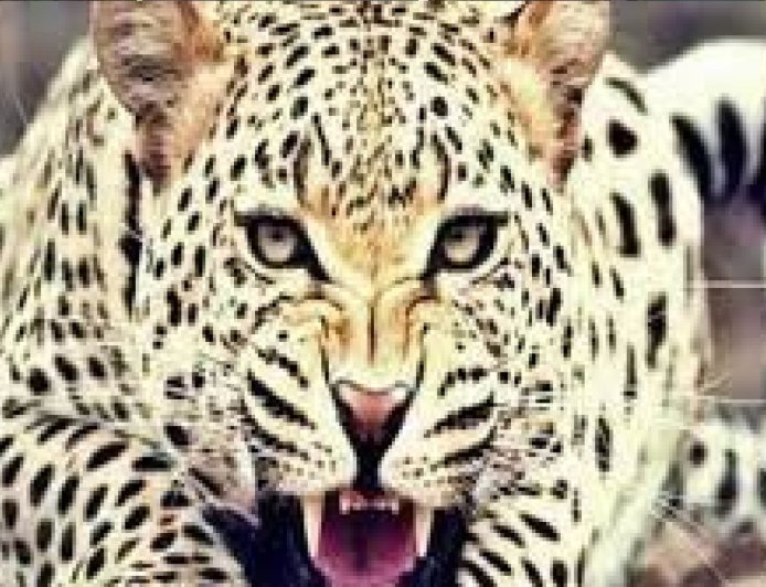 गुलदार का हमला : जंगल में लकड़ी लेने गए बुजुर्ग की मौत, इलाके में दहशत