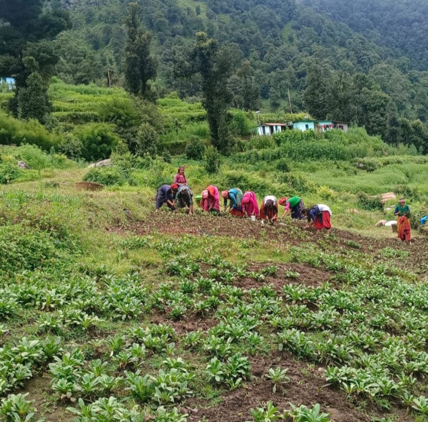 पहाड़ों में नई क्रांति: आधुनिक कृषि और स्वरोजगार से बागेश्वर बन रहा आत्मनिर्भरता का मॉडल