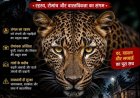 तेंदुआ – गुलदार या लेपर्ड : रहस्य, रोमांच और वास्तविकता का संगम