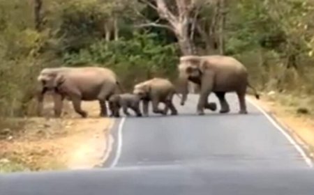 हरिद्वार चीला रेंज में सैलानियों को दिखा हाथियों का झुंड, नजदीकी से किया दीदार