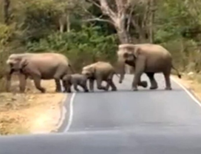 हरिद्वार चीला रेंज में सैलानियों को दिखा हाथियों का झुंड, नजदीकी से किया दीदार