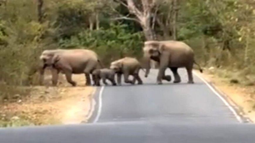 हरिद्वार चीला रेंज में सैलानियों को दिखा हाथियों का झुंड, नजदीकी से किया दीदार