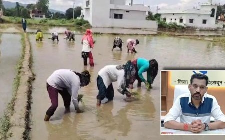 विलुप्त होती दून बासमती की खुशबू फिर लौटेगी; मुख्यमंत्री के संकल्प, जिला प्रशासन की पहल और किसानों की मेहनत से पारंपरिक बासमती के पुनर्जीवन की जगी उम्मीद