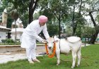 श्री गुरु राम राय विश्वविद्यालय में पहुंची दुनिया की सबसे छोटी नस्ल की नैनो गाय