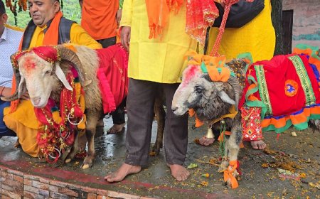 आस्था या दैवीय चमत्कार: इस बार दो दो चौसिंग्या खाडू कर रहे नंदा बड़ी जात में अगुआई