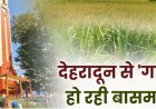 दून की बासमती पर कंक्रीट का संकट! रायपुर में गिने-चुने खेत बचे, 160 किसानों के सहारे बचाने की कोशिश