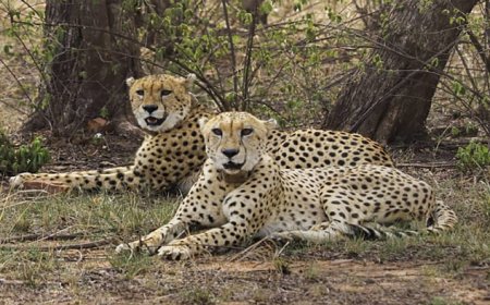 कूनो-गांधीसागर के बाद चीतों को मिला तीसरा ठिकाना, वीरांगना दुर्गावती टाइगर रिजर्व में छोड़े गए 2 चीते; MP में संख्या 60 पहुंची