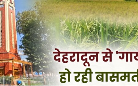 दून की बासमती पर कंक्रीट का संकट! रायपुर में गिने-चुने खेत बचे, 160 किसानों के सहारे बचाने की कोशिश