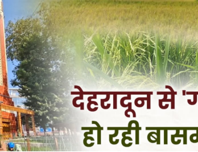 दून की बासमती पर कंक्रीट का संकट! रायपुर में गिने-चुने खेत बचे, 160 किसानों के सहारे बचाने की कोशिश