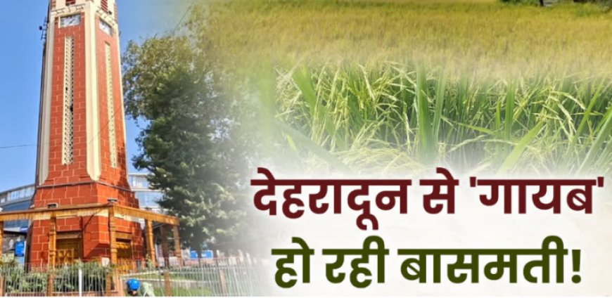 दून की बासमती पर कंक्रीट का संकट! रायपुर में गिने-चुने खेत बचे, 160 किसानों के सहारे बचाने की कोशिश